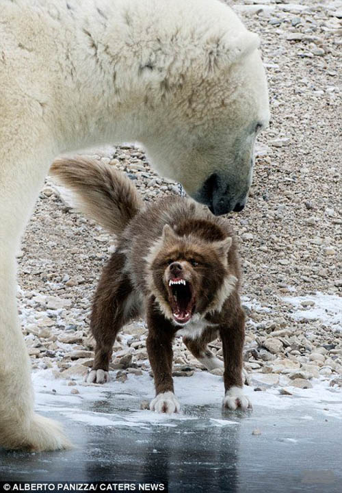 Собака атакует белого медведя 5
